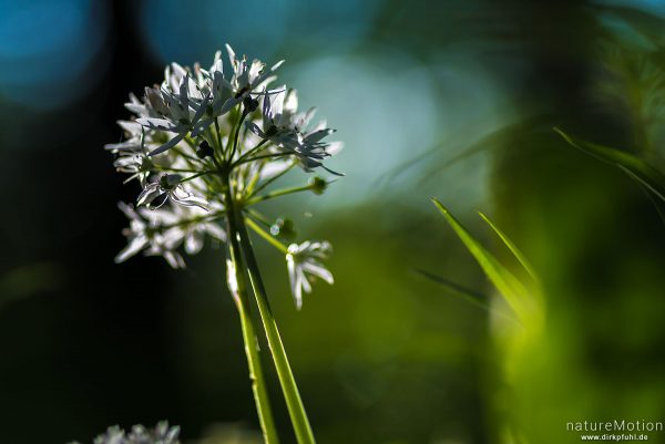 Bärlauch, Allium ursinum, Liliaceae, blühende Pflanzen, Westerberg, Göttingen, Deutschland