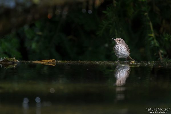 Grauschnäpper, Muscicapa striata, 	Fliegenschnäpper (Muscicapidae), Tier an Badestelle, Stadtfriedhof, Göttingen, Deutschland