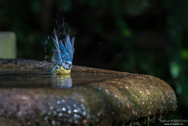 Blaumeise, Cyanistes caeruleus, Syn. Parus caeruleus, 	Meisen (Paridae), Tier an Badestelle, Stadtfr, Göttingen, Deutschland