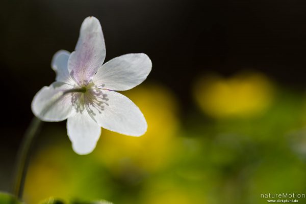 Buschwindröschen, Anemone nemorosa, Ranunculaceae, blühende Pflanze in dichtem Bestand, Kehr, Göttinger Wald, Göttingen, Deutschland