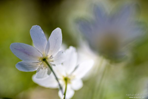 Buschwindröschen, Anemone nemorosa, Ranunculaceae, blühende Pflanze in dichtem Bestand, Kehr, Göttinger Wald, Göttingen, Deutschland