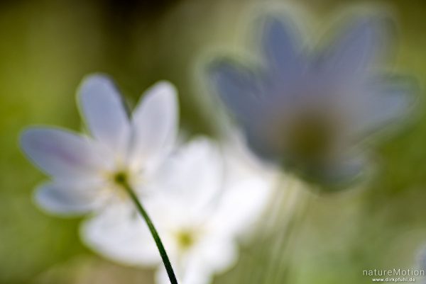 Buschwindröschen, Anemone nemorosa, Ranunculaceae, blühende Pflanze in dichtem Bestand, Kehr, Göttinger Wald, Göttingen, Deutschland