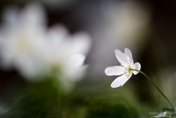 Buschwindröschen, Anemone nemorosa, Ranunculaceae, blühende Pflanze in dichtem Bestand, Kehr, Göttinger Wald, Göttingen, Deutschland