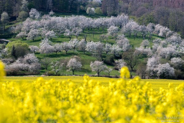 blühende Kirschbäume, Kirschblüte, blühendes Rapsfeld, Wendershausen bei Witzenhausen, Deutschland