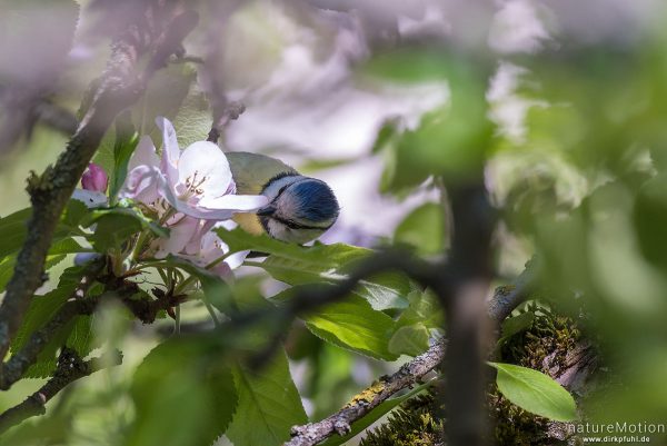 Blaumeise, Cyanistes caeruleus, Syn. Parus caeruleus, 	Meisen (Paridae),auf Nahrungssuche inden Blüt, Göttingen, Deutschland