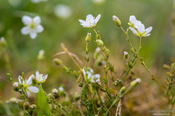 Knotiges Mastkraut, Sagina nodosa, 	Nelkengewächse (Caryophyllaceae), Blüten, Wasserbüffelweide, Langenauer Ried, Langenauer Ried, Deutschland