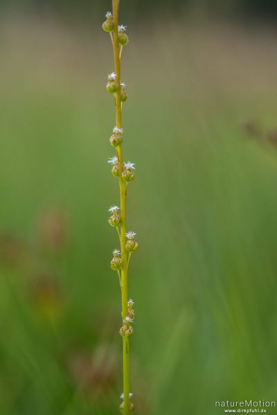 Sumpf-Dreizack, Triglochin palustris, 	Dreizackgewächse (Juncaginaceae), blühende Pflanze, Wasserbüffelweide, Langenauer Ried, Langenauer Ried, Deutschland