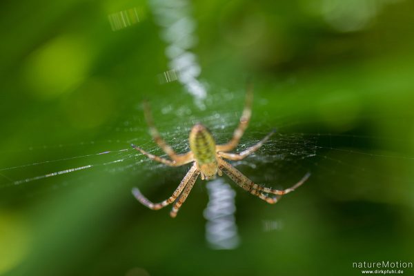 Wespenspinne, Argiope bruenechii, Echte Radnetzspinnen (Araneidae), Weibchen im Netz, Stabiliment, Wasserbüffelweide Altshauser Weiher, Altshausen, Deutschland