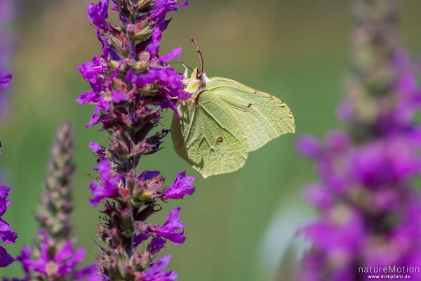 Zitronenfalter, Gonepteryx rhamni, Pieridae, Tier an Blutweiderich, Wasserbüffel-Weide, Steinhauser Ried, Bad Buchau, Deutschland