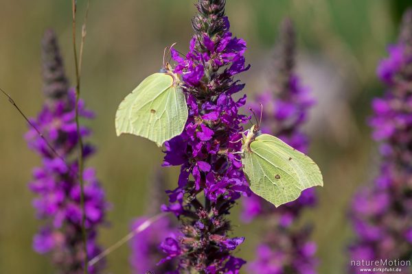 Zitronenfalter, Gonepteryx rhamni, Pieridae, zwei Tiere an Blutweiderich, Wasserbüffel-Weide, Steinhauser Ried, Bad Buchau, Deutschland