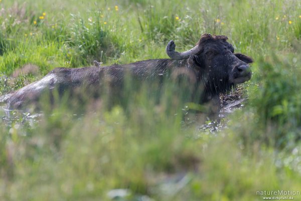 Wasserbüffel, Bubalus arnee, Hornträger (Bovidae), Tier in Suhle, Wasserbüffel-Weide Wurzacher Ried, Bad Wurzach, Deutschland