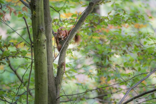Eichhörnchen, Sciurus vulgaris, Hörnchen (Sciuridae), Weibchen mit Jungtieren, klettern im Geäst, Rheinsteig, Kaub, Deutschland