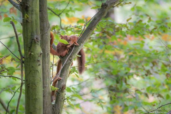 Eichhörnchen, Sciurus vulgaris, Hörnchen (Sciuridae), Weibchen mit Jungtieren, klettern im Geäst, Rheinsteig, Kaub, Deutschland
