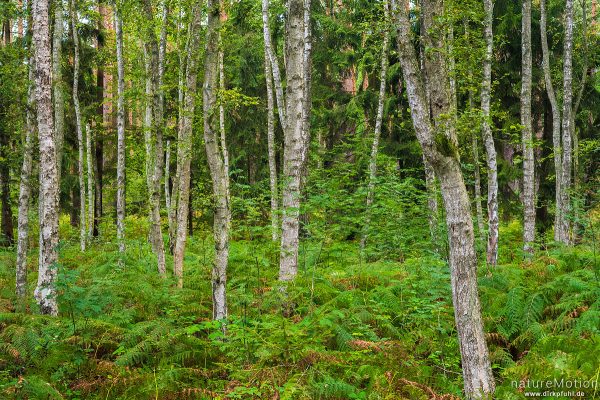 Birkenwald und Adlerfarn, Altwarp, Deutschland