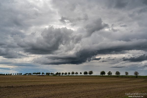 Regenwolken über Baumreihe, abgeerntetes Feld, Usedom, Deutschland