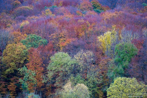 Herbstwald, farbiges Laub, Westerberg, Göttingen, Deutschland