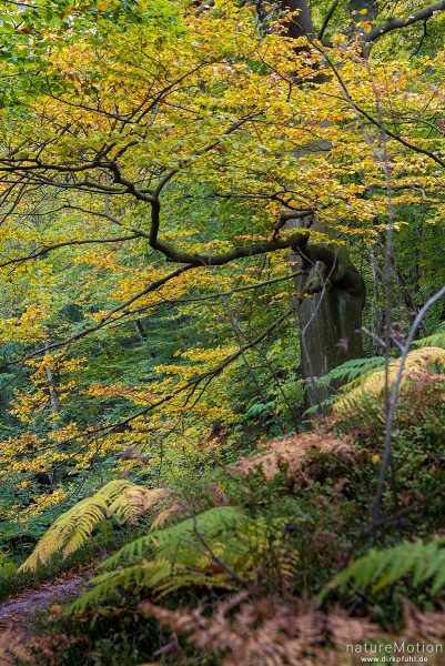 Buche mit Herbstlaub, herbstlich gefärbter Adlerfarn, Affensteinweg, Bad Schandau, Deutschland