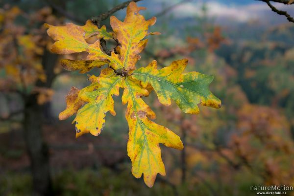 Eichenlaub, Herbstfärbung, Chlorophyll und Antocyane, Schrammsteine, Bad Schandau, Deutschland