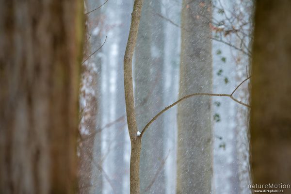 schneebedeckte Bäume, Schneetreiben, Göttinger Wald, Göttingen, Deutschland