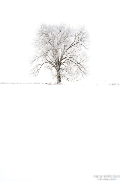 einzeln stehender Baum in weißer Winterlandschaft, Göttingen, Deutschland