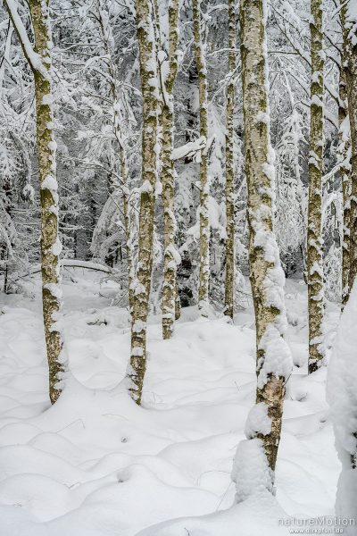 Birkenwald im Winter, Mecklenbruch, Silberborn, Solling, Deutschland