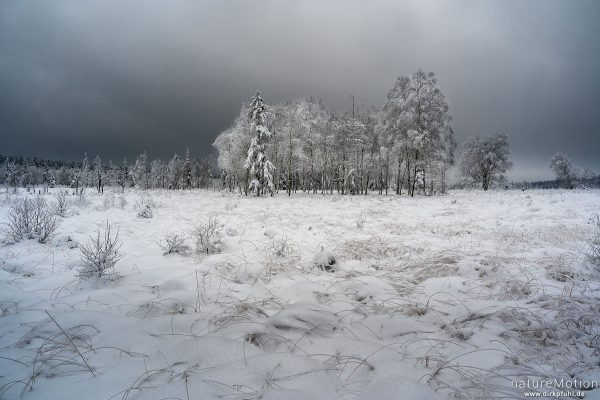 schneebedecktes Hochmoor, Bäume, Gras, Wolken, Mecklenbruch, Silberborn, Solling, Deutschland