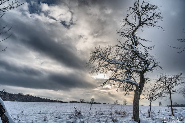 schneebedeckter Apfelbaum, Kerstlingeröder Feld, Göttingen, Deutschland
