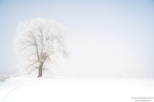 einzeln stehender Baum in weißer Winterlandschaft, Raureif, Flüthewehr, Göttingen, Deutschland