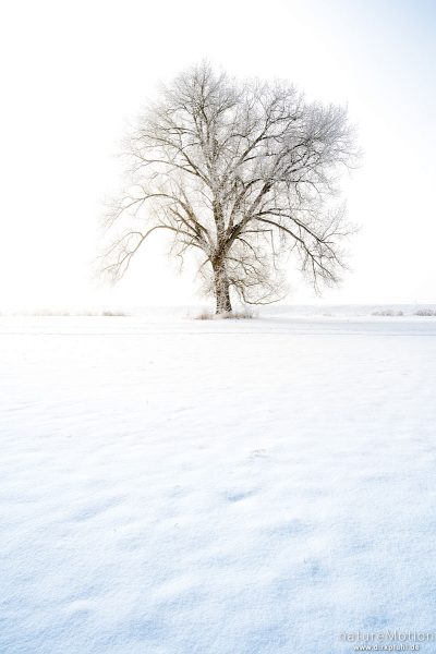 einzeln stehender Baum in weißer Winterlandschaft, Raureif, Flüthewehr, Göttingen, Deutschland