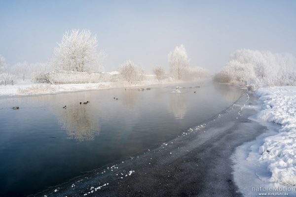 Fluss im Winter, vereiste Ufer und Ufervegetation, Raureif, Stockenten, Reiherenten, Flüthewehr, Göttingen, Deutschland