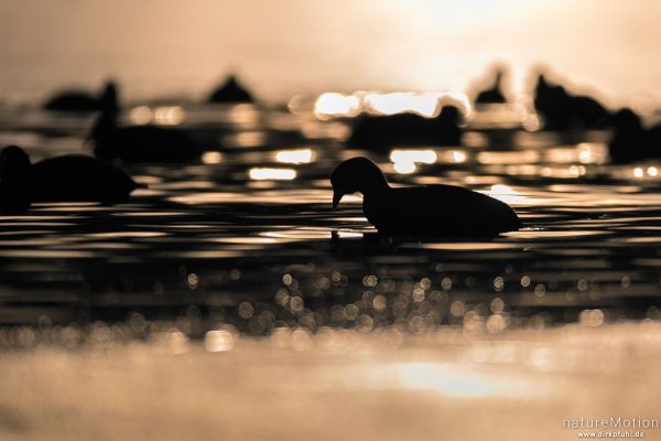 Bläßhuhn, Bläßralle, Fulica atra, Rallidae, ca 50 Tiere im offen gebliebenen Bereich eines zugefrorenen Sees, Rosdorfer Baggersee, Göttingen, Deutschland