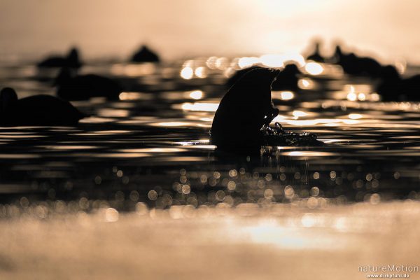 Bläßhuhn, Bläßralle, Fulica atra, Rallidae, ca 50 Tiere im offen gebliebenen Bereich eines zugefrorenen Sees, Rosdorfer Baggersee, Göttingen, Deutschland