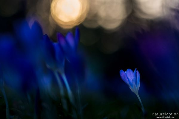 Krokus, Frühlings-Krokus, Crocus vernus, Schwertliliengewächse (Iridaceae), Blüten im Abendlicht, Göttingen, Deutschland