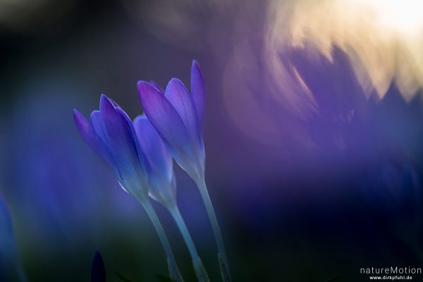 Krokus, Frühlings-Krokus, Crocus vernus, Schwertliliengewächse (Iridaceae), Blüten im Abendlicht, Göttingen, Deutschland