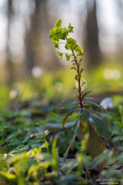 Mandelblättrige Wolfsmilch, Euphorbia amygdaloides, Euphorbiaceae, blühende Pflanze, Göttinger Wald, Göttingen, Deutschland