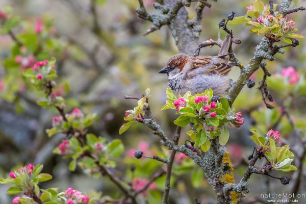 Haussperling, Spatz, Passer domesticus, Sperlinge (Passeridae), Tier frisst an Blüten von Apfelbaum,, Göttingen, Deutschland