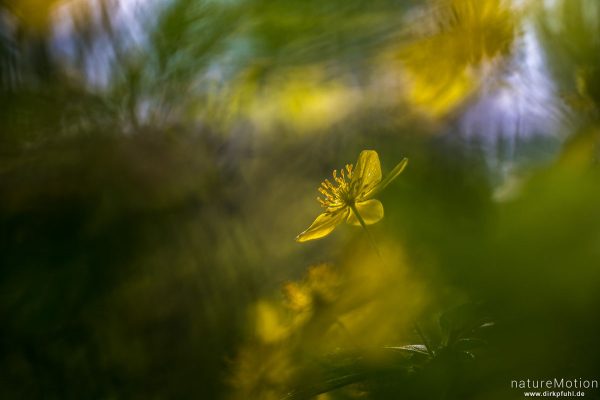 Gelbes Windröschen, Anemone ranunculoides, Ranunculaceae, Blüte, Hainberg, Göttingen, Deutschland