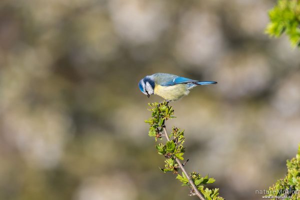 Blaumeise, Cyanistes caeruleus, Syn. Parus caeruleus, 	Meisen (Paridae),Tier auf Nahrungssuche in Weißdorn, Am Weißen Steine, Göttingen, Deutschland