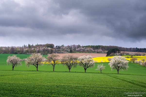 blühende Obstbäume, Rapsfelder, Getreidefelder, Regenwolken, Friedland, Deutschland
