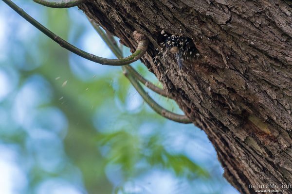 Buntspecht, Dendrocopos major, 	Spechte (Picidae), räumt Holzspäne aus der  Nisthöhle, Levinscher Park, Göttingen, Deutschland