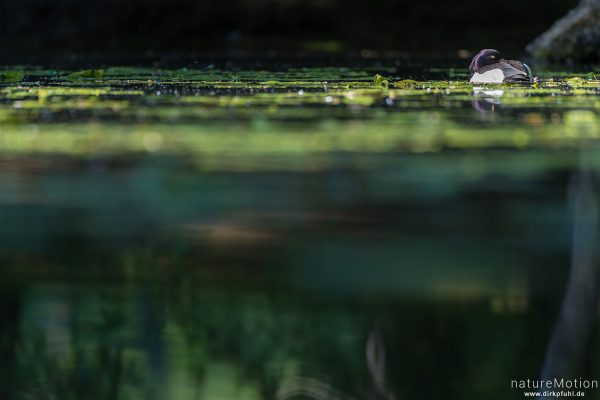 Reiherente, Aythya fuligula, 	Entenvögel (Anatidae), Männchen ruht auf Teich, Levinscher Park, Göttingen, Deutschland