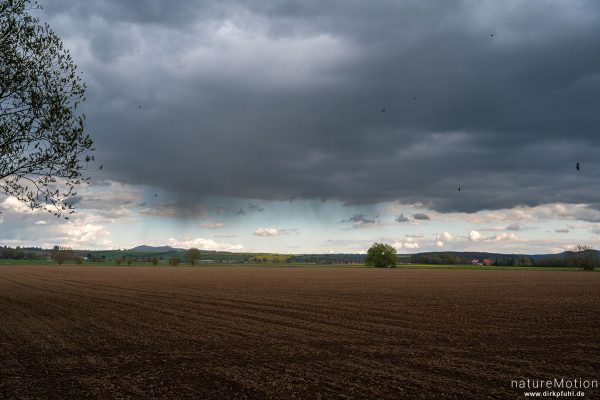 Regenwolken über Ackerfläche, kreisende Mehlschwalben, Gleichen, Reinshof, Göttingen, Deutschland