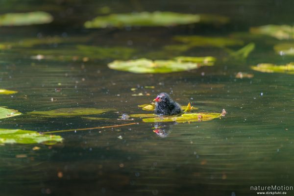 Teichralle, Teichhuhn, Gallinula chloropus, Rallenvögel (Rallidae), Küken im Teich, Levinscher Park, Göttingen, Deutschland