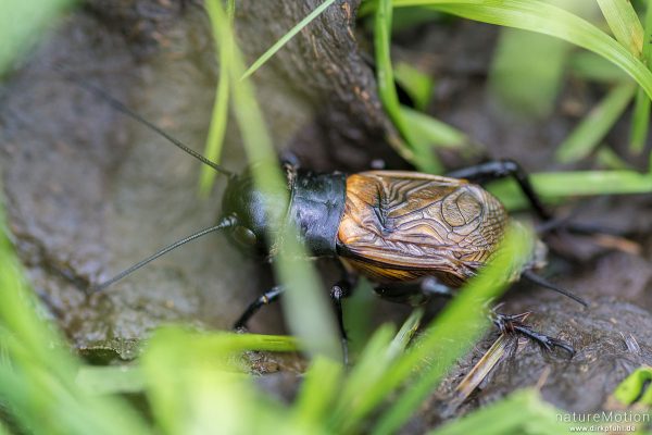 Feldgrille, Gryllus campestris, Echte Grillen (Gryllidae), zirpendes Männchen in gemähter Wiese, Rai, Nesselwang (Allgäu), Deutschland