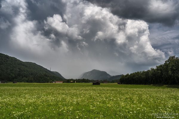 Gewitterfront über Grünland, Vils (Allgäu), Deutschland