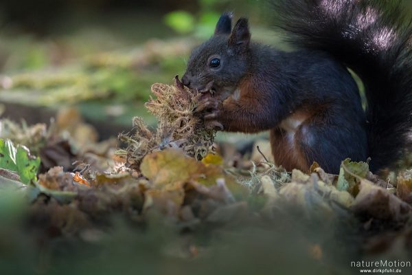 Eichhörnchen, Sciurus vulgaris, Hörnchen (Sciuridae), Tier sammelt Haselnüsse als Wintervorrat, Stad, Göttingen, Deutschland