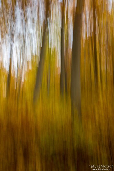 Bäume im Herbstwald, Kamera während Aufnahme gekippt, Roringen bei Göttingen, Deutschland