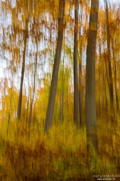 Bäume im Herbstwald, Kamera während Aufnahme gekippt, Roringen bei Göttingen, Deutschland