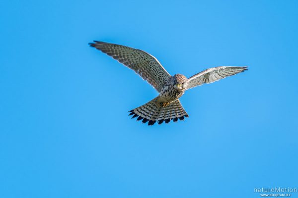 Turmfalke, Falco tinnunculus, Falconidae, Weibchen im Rüttelflug, Wiese am Wasserwerk, Göttingen, Deutschland