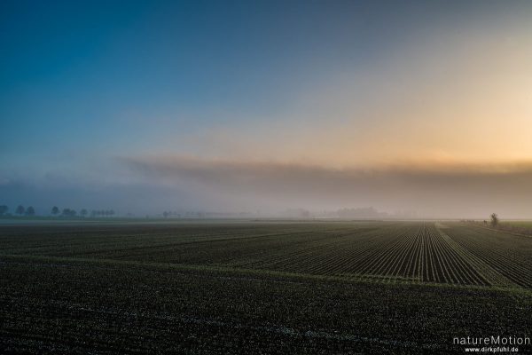 Ackerflächen mit frisch ausgetriebenem Wintergetreide, Nebel, Leineauen südlich Kiessee, Göttingen, Deutschland